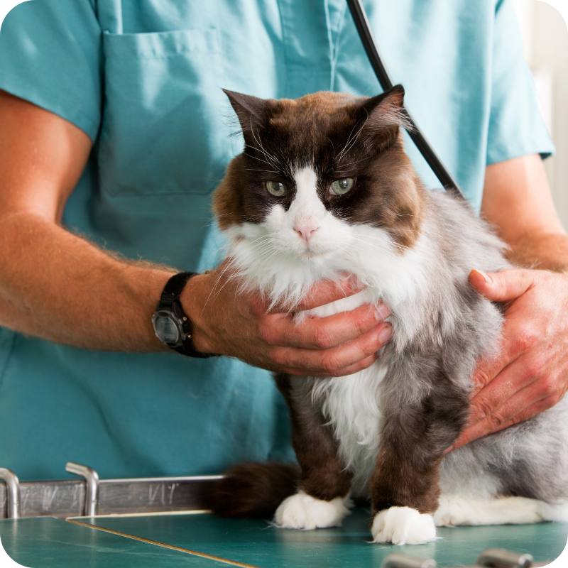 Un gatto bianco e nero a pelo lungo in primo piano durante la visita dal medico veterinario