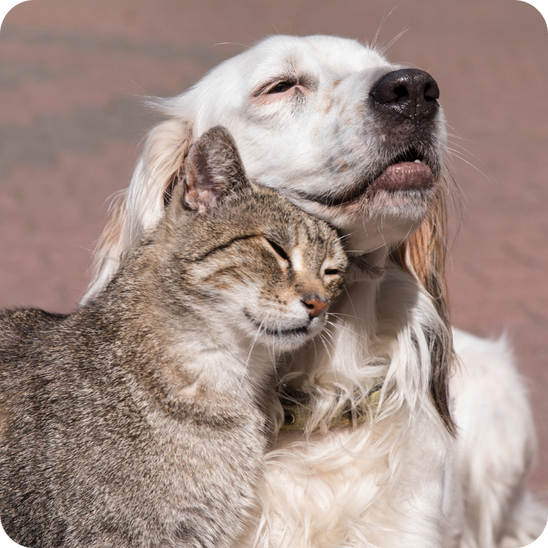 Un cane bianco e un gatto tigrato mentre si coccolano con gli occhi chiusi. Lo sfondo è color mattone