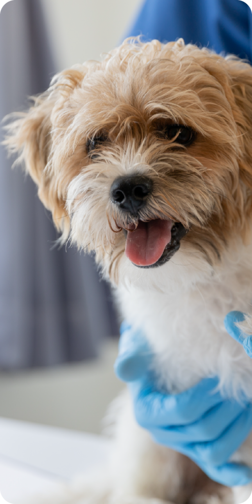 Un cane con la bocca aperta e la lingua di fuori in primo piano mentre viene tenuto dalle mani di una persona con i guanti azzurri. Lo sfondo sfocato richiama un ambiente interno di una clinica veterinaria