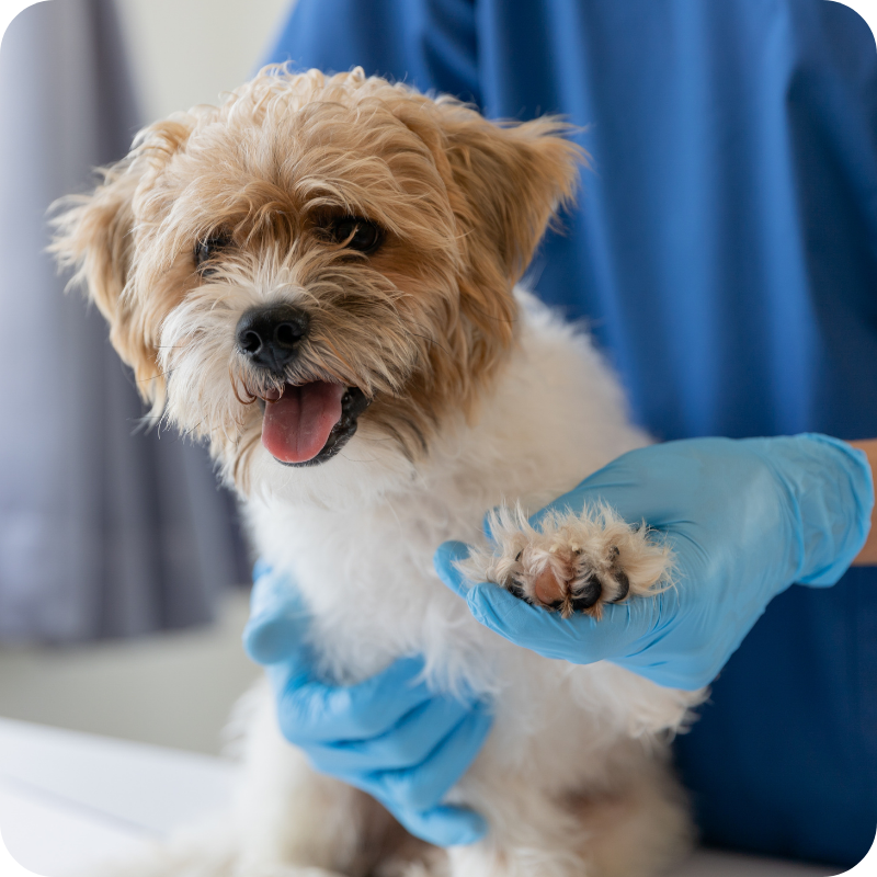 Un cane con la bocca aperta e la lingua di fuori in primo piano mentre viene tenuto dalle mani di una persona con i guanti azzurri. Lo sfondo sfocato richiama un ambiente interno di una clinica veterinaria