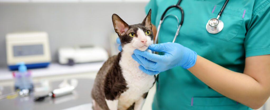 Un gatto bianco e nero viene visitato da un medico veterinario che gli tocca il viso con una mano con un guanto azzurro