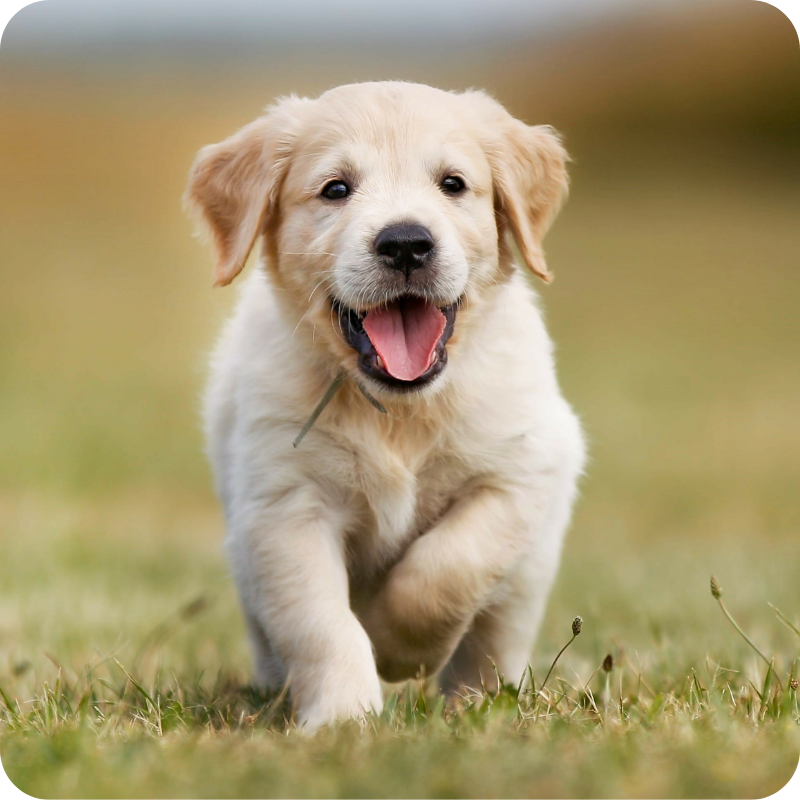 Un cane cucciolo di golden retriever in primo piano con la bocca aperta mentre corre in un ambiente esterno. Lo sfondo è sfocato